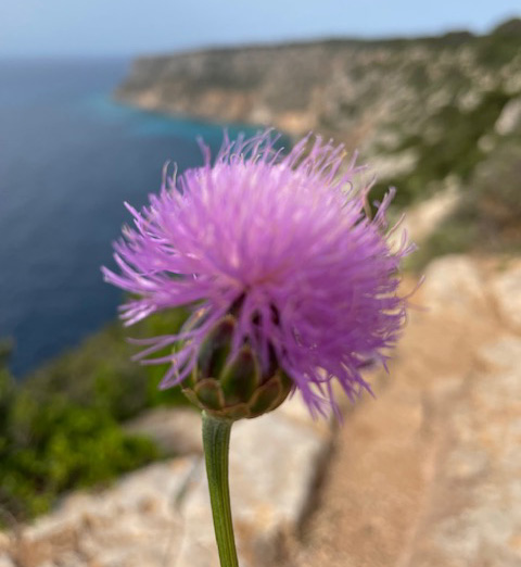 Blume an Küste